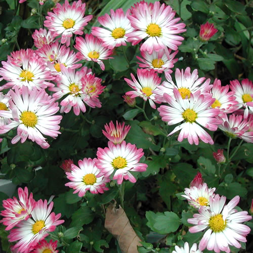 Chrysanthemum maximum Crazy Daisy